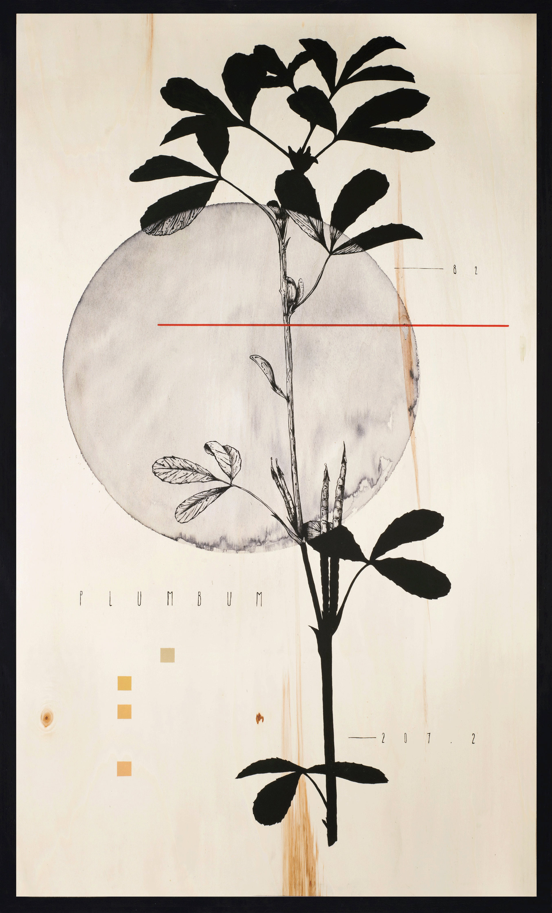 Acronimo Roma | PLUMBUM & TRIGONELLA FOENUM-GRAECUM 